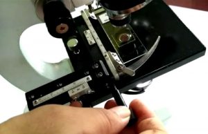 letakkan preparat pada meja preparat
